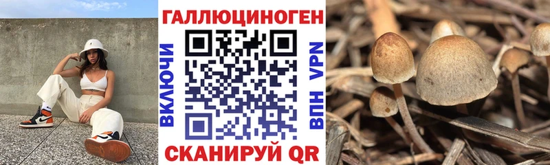 Галлюциногенные грибы Psilocybine cubensis  Ессентуки 